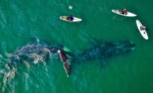 Плавание с китами и восхождение на действующий вулкан: сколько стоит увидеть дикую природу России