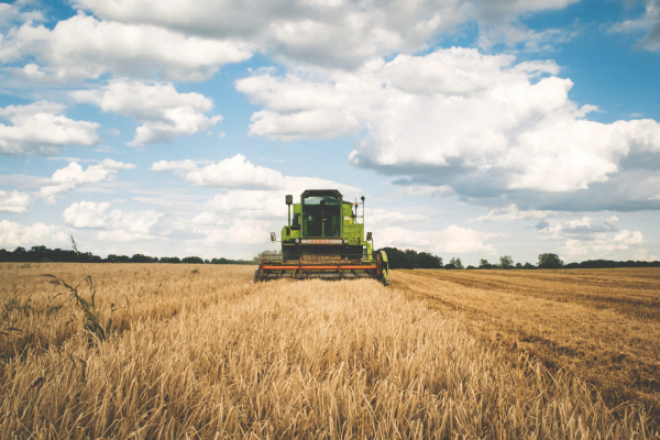 Рынок пшеницы в России и в мире: ждёт ли человечество голод?