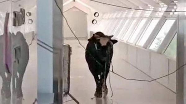 Разъяренный бык ворвался в отделение банка в Израиле

