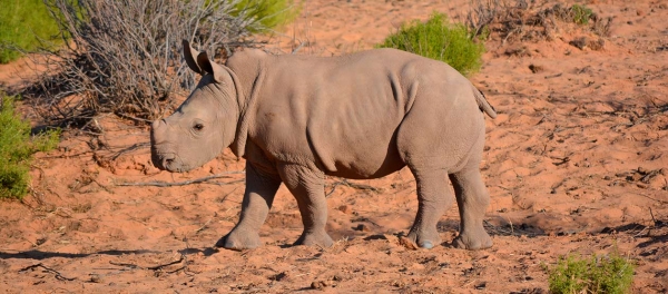 Кормить носорогов в Африке и восстанавливать замок во Франции: 6 волонтёрских программ на 2021 год 